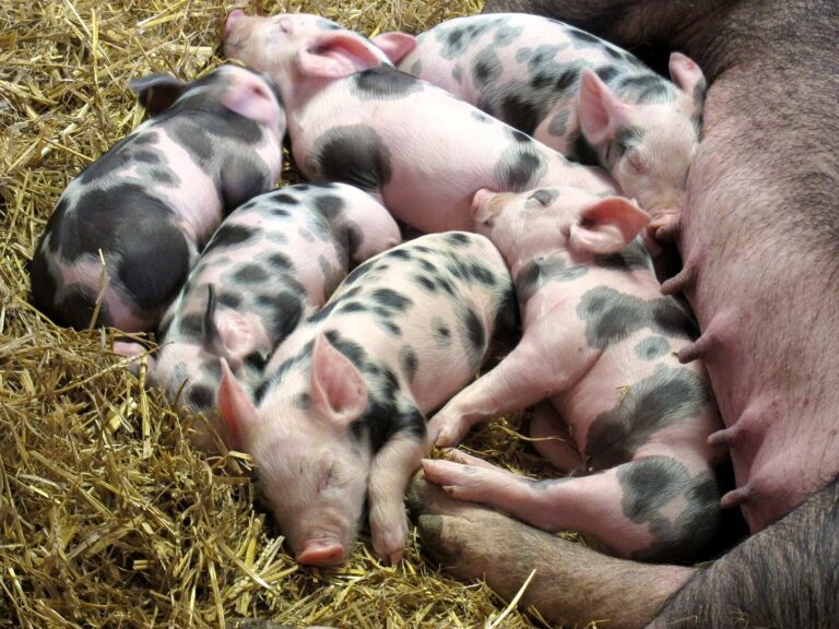 Pig Butchering Crypto Scams: Watch for These Red Flags